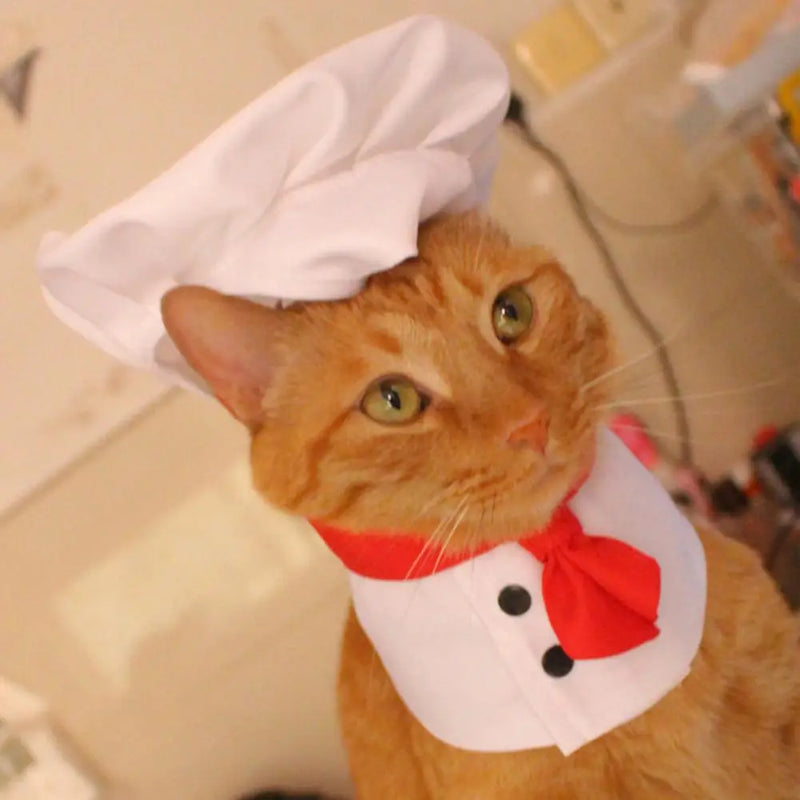 Fantasia de Chef para Pets – Chapéu e Roupa de Cozinheiro Divertida!
